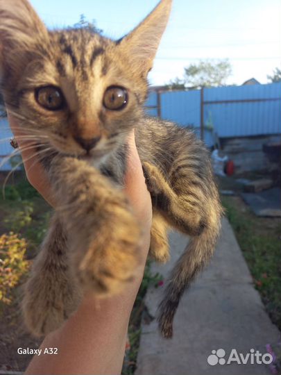 Ангорские котята