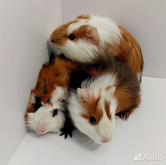 Морские свинки