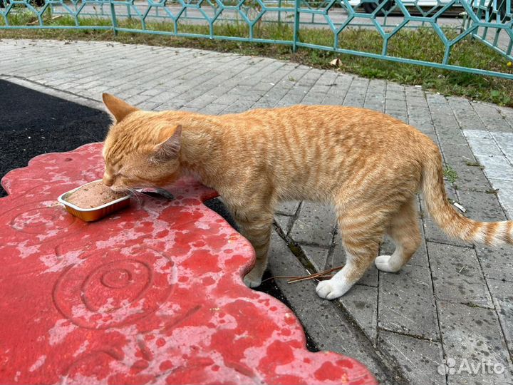 Кошка в дар