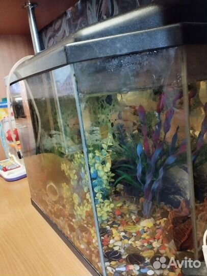 Аквариум с рыбками