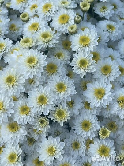 Хризантемы мультифлора