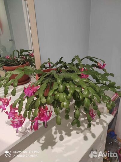 Домашнее растение декабрист