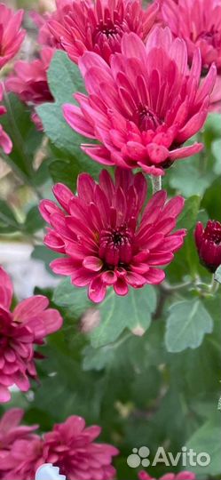 Хризантема мультифлора