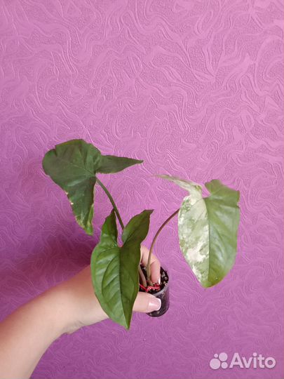 Комнатные растения