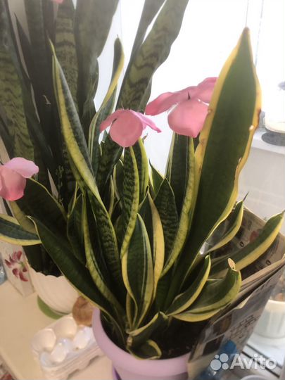 Отростки цветка