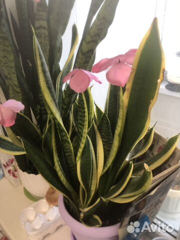 Отростки цветка