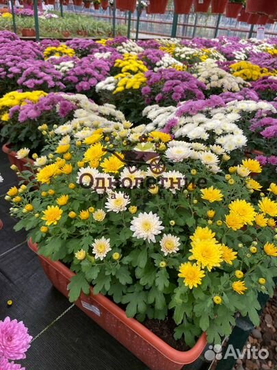 Хризантема Мультифлора в балконном ящике