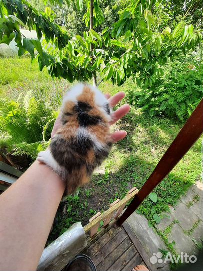 Кошка в дар