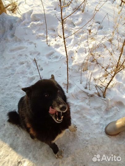 Отдам в добрые руки