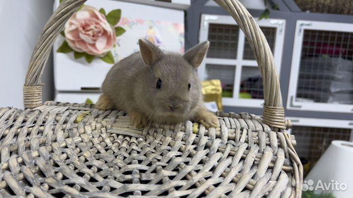 Кролики домашние мини