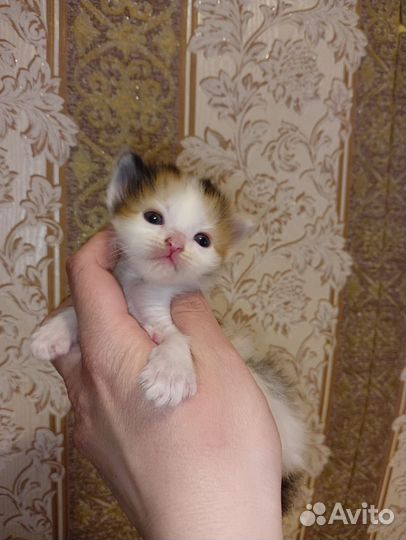 Котёнок девочка в добрые руки бесплатно