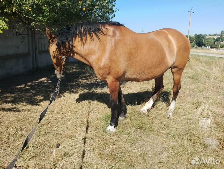 Кобыла жеребая