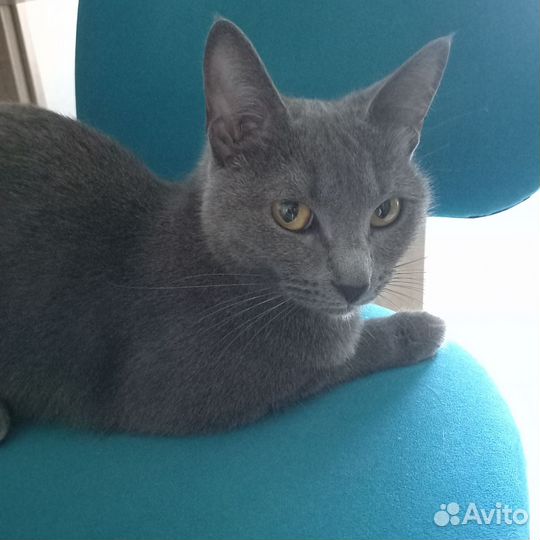 Кошка Шартрез