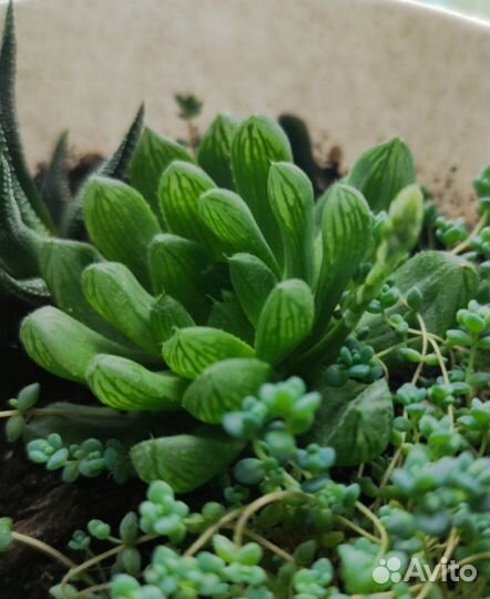 Хавортия Купера