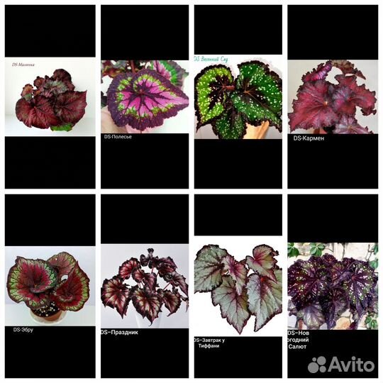 Королевские бегонии