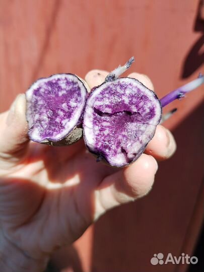 Продам картофель семенной