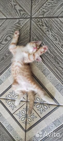 Котята в добрые заботливые руки