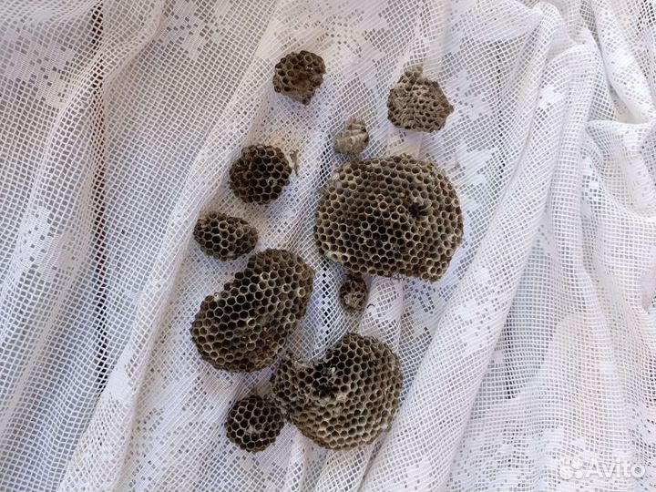 Осиное гнездо соты