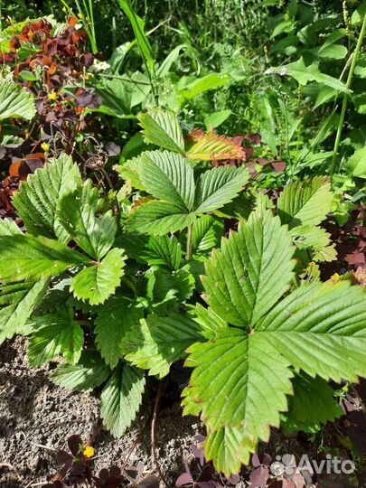 Земляника садовая крупная сладкая