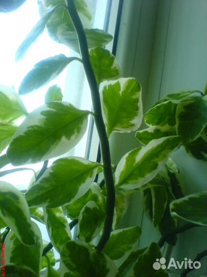 Нарядный Педилантус вариегатный