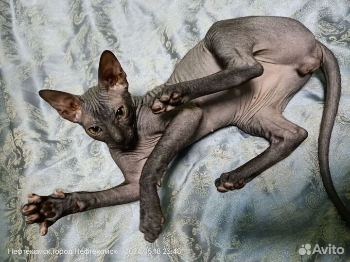 Донской сфинкс котёнок