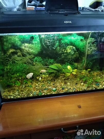 Аквариум 100 л. Рыбки озёрные Гольян, Карась