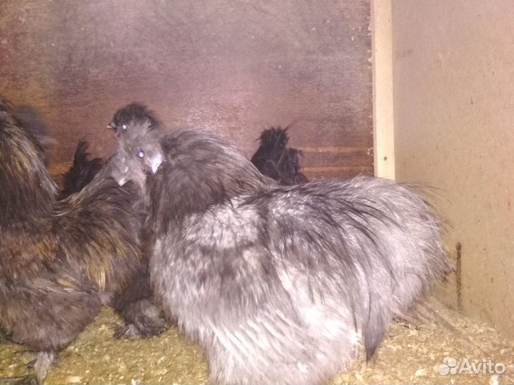 Инкубационные яйца,Цыплята сибрайт лимонный и др