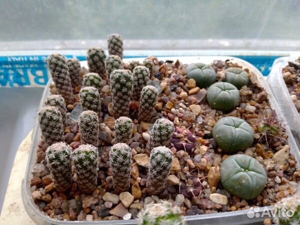 Кактусы на продажу, Turbinicarpus pseudomacrochele