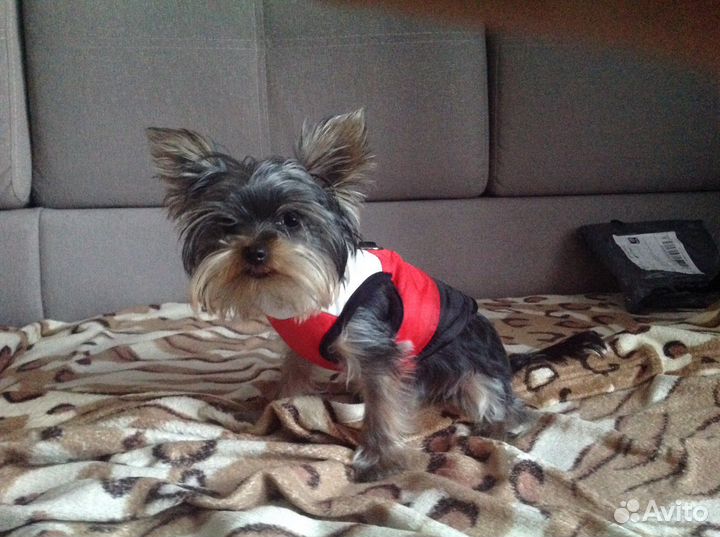 Одежда для собак