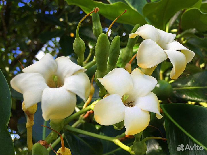 Петровитекс Квисквалис Фагрея Мандевилла. Экзоты