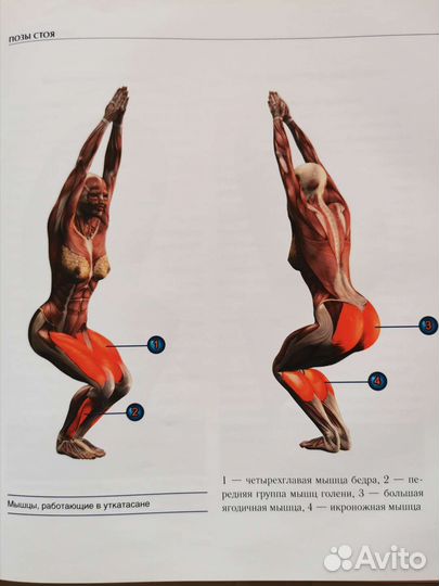 Книга. Йога-анатомия