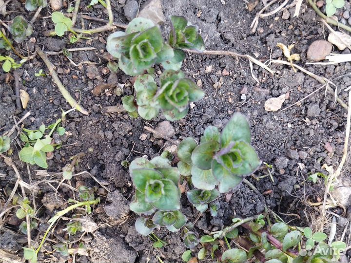 Мята тигровая, очень ароматная