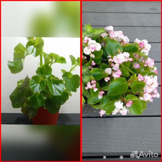 Бегония соления, Шардоне, вечноцветущая