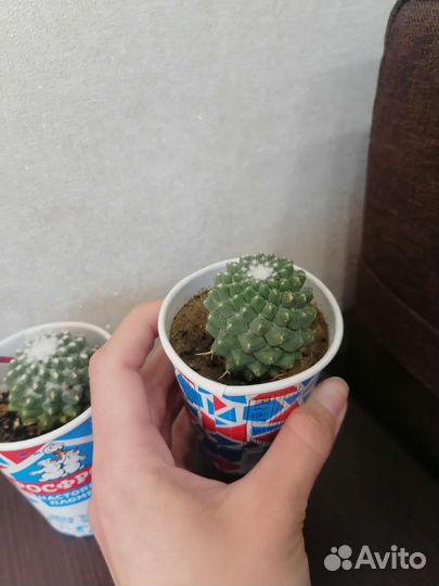 Кактус цветущий