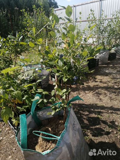 Саженцы голубики