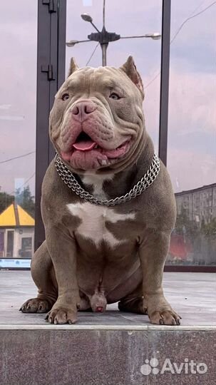 Американский булли покет щенки