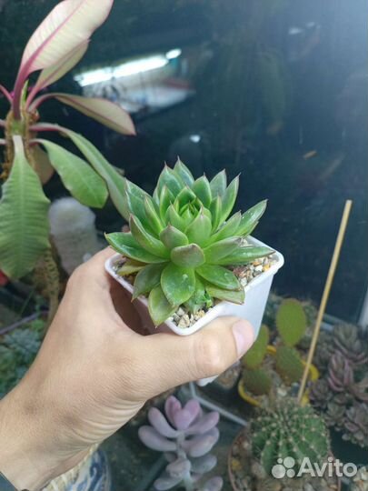 Echeveria agavoides Эхеверия агавовидная