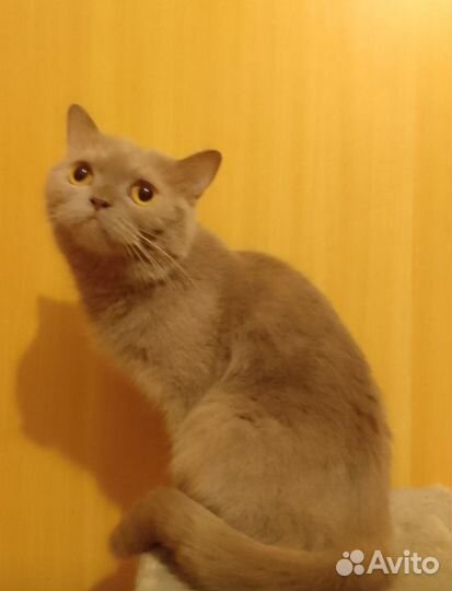Кошечка британская