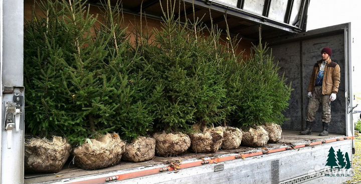 Ель обыкновенная экстра