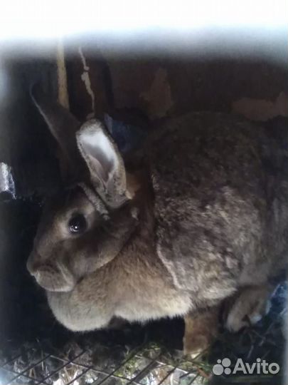 Кролики великаны