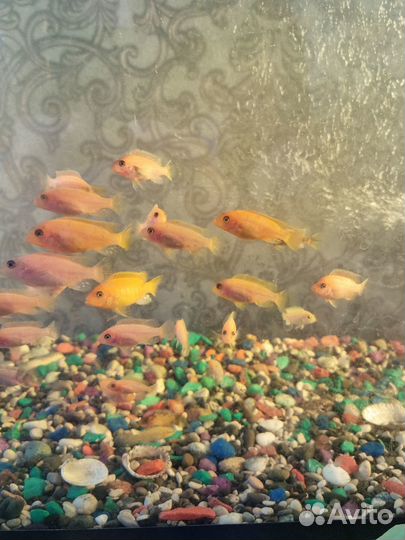 Мальки Лабидохромис Еллоу, Псевдотрофеус зебра