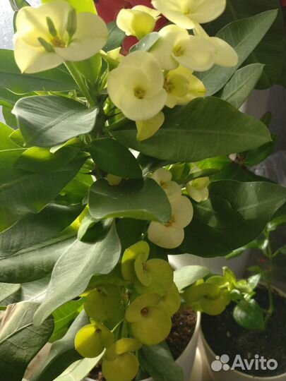 Молочай мили Эуфорбия