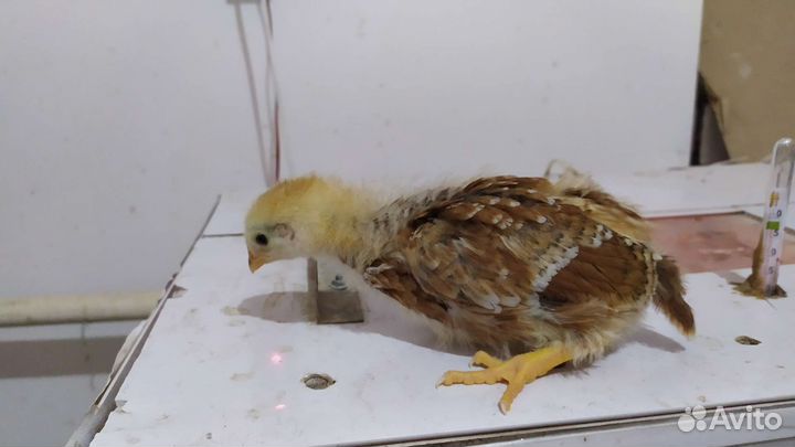 Цыплята суточные и подрощенные