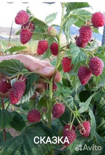 Малина Сказка, Таруса и Глен ампл