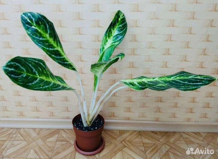 Аглаонема Кей Лайм / Aglaonema Key Lime