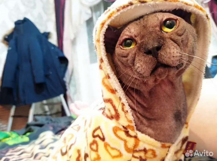 Сфинкс вязка