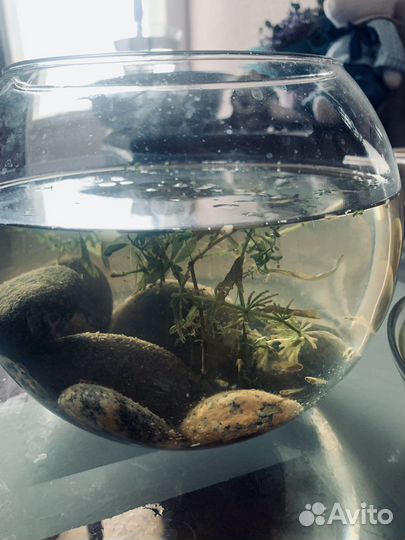 Мальки гуппи