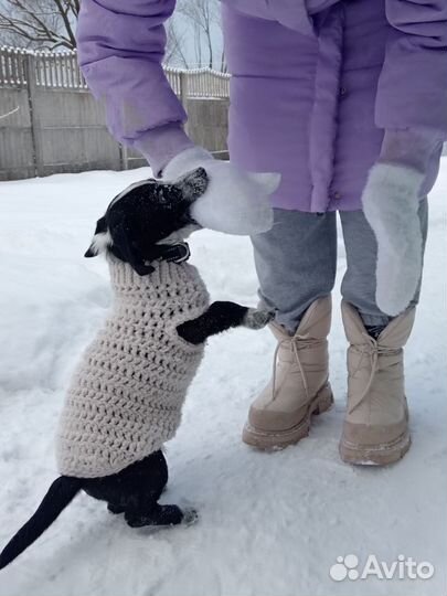 Вязка собак бесплатно