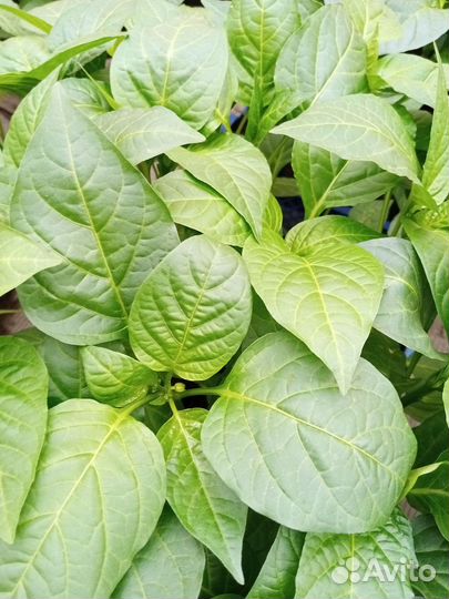 Рассада томаты, огурцы, перец, баклажаны