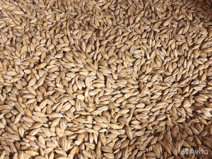 Зерно ячмень